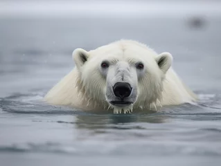 Fotobehang polar bear in the water © B & G Media