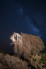 night photography of a crooked juniper tree under the milky way in the island of El Hierro (Canary...