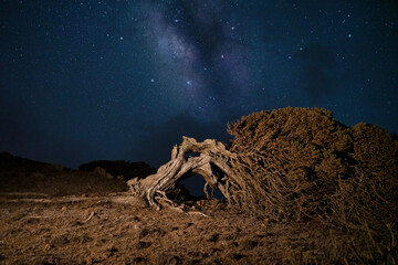 night photography of a crooked juniper tree under the milky way in the island of El Hierro (Canary...