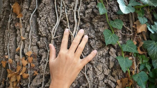 Girl calm harmony by tree bark. A view of girl hand on the tree trunk. A concept of feel the harmony with nature in the green forest.