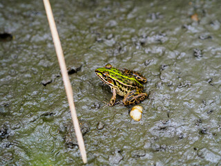 田んぼの中のカエルくん