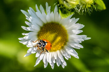 Fototapeta premium ladybug on daisy
