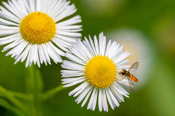 daisy and bee