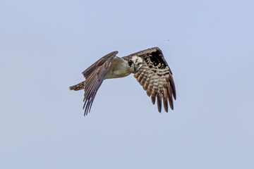 osprey in flight