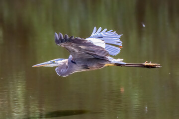 great blue heron