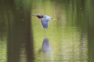 green heron in flight