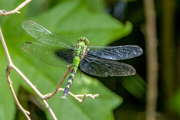 dragonfly on a branch