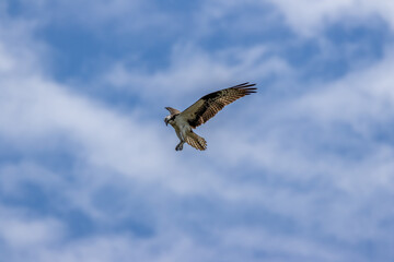 osprey in flight
