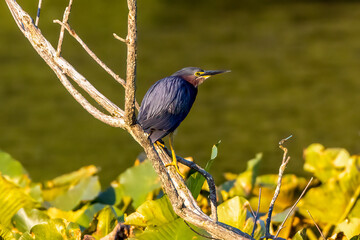 green heron