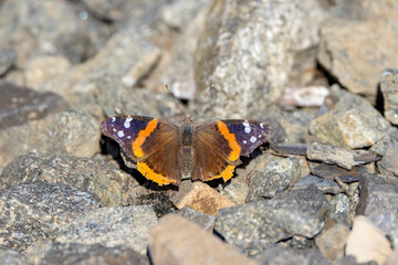 butterfly on the rock