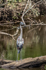 great blue heron