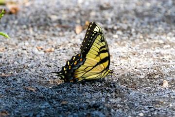 butterfly on the ground