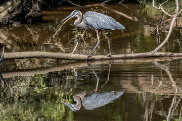 great blue heron