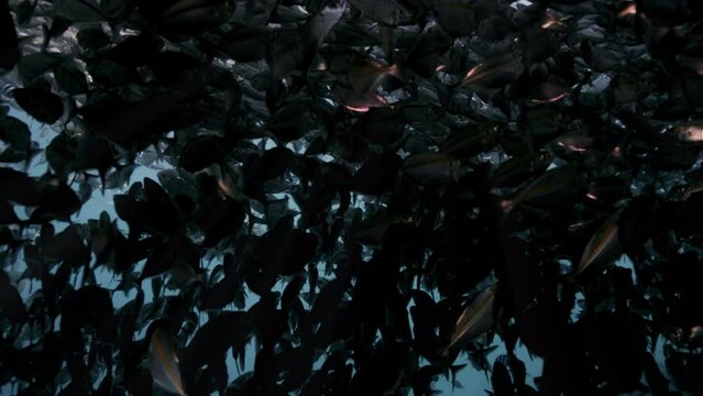 A large school of Yellowstripe Scad (Selaroides leptolepis), ripples and sways in the sunlight in the blue water, Raja Ampat, Indonesia, Asia