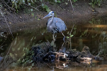 great blue heron