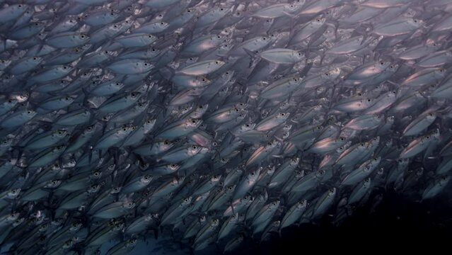 A large school of Yellowstripe Scad (Selaroides leptolepis), ripples and sways in the sunlight in the blue water, Raja Ampat, Indonesia, Asia