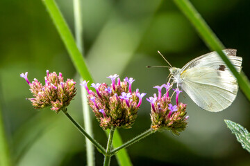 butterfly on a flower