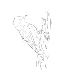 contour drawing of bird line art