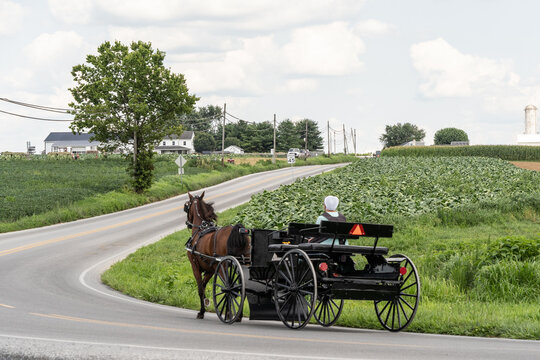 Amish Woman drives carriage in rural Lancaster County, Pennsylvania 