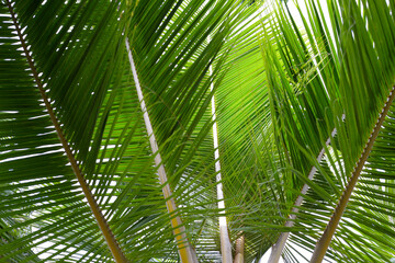 Green leaves of coconut tree