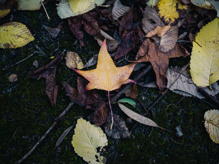 fallen autumn leaves