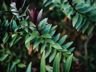 Fototapeta premium Green plant leaves