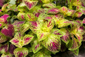 Painted nettle plant in the garden