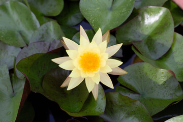 Beautiful water lily. Lotus flower with green leaves