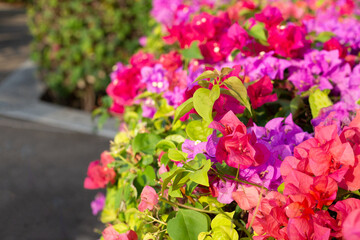 Beautiful bougainvillea flowers with green leaves