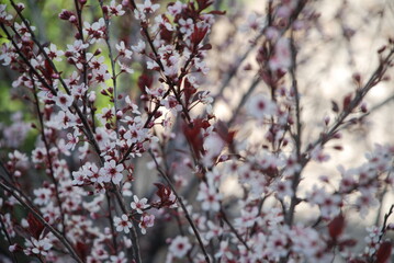 sand cherry blooms
