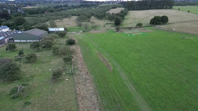 flock of sheep in field from drone view