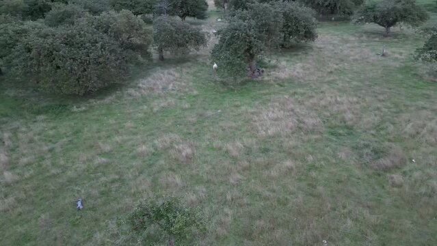 flock of sheep in field from drone view