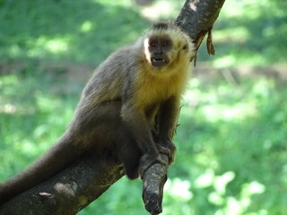 A wild monkey chilling on a branch in the bolivian Pampa