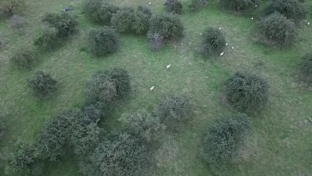 flock of sheep in field from drone view