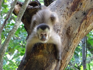 A wild monkey sitting in the tree of the Pampa in Bolivia and is ready to attack 