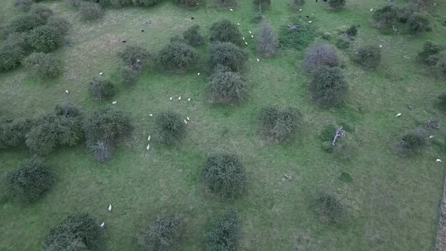 flock of sheep in field from drone view