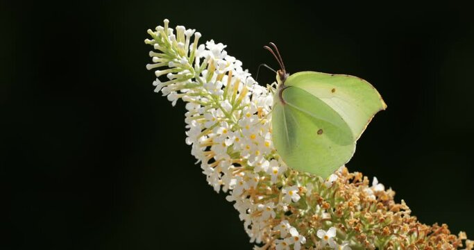Butterfly, brimstone (Gonepteryx rhamni) on butterfly-bush (Buddleja davidii), Reppenstedt, Lower Saxony, Germany, Europe
