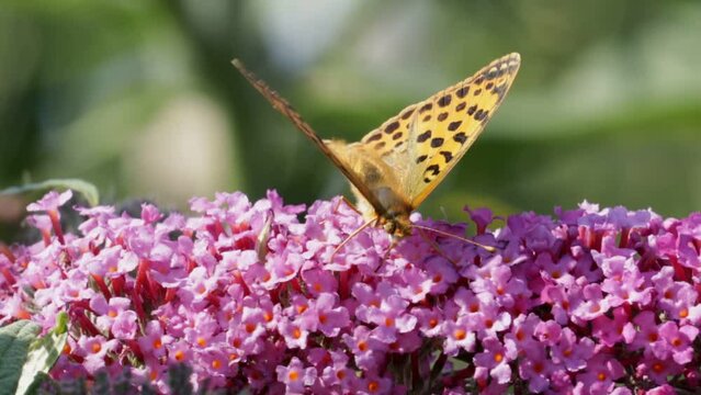 Butterfly, comma (Polygonia c-album), on butterfly-bush (Buddleja davidii), Reppenstedt, Lower Saxony, Germany, Europe