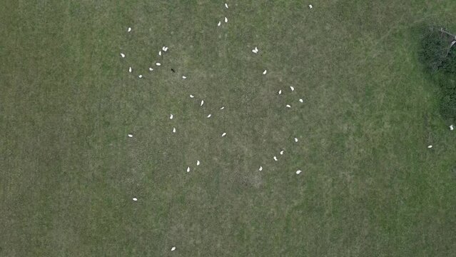 flock of sheep in field from drone view