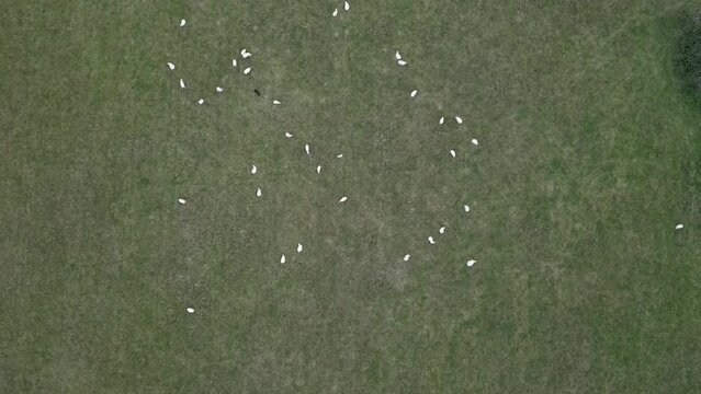 flock of sheep in field from drone view