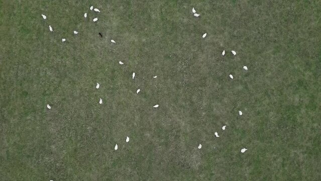 flock of sheep in field from drone view