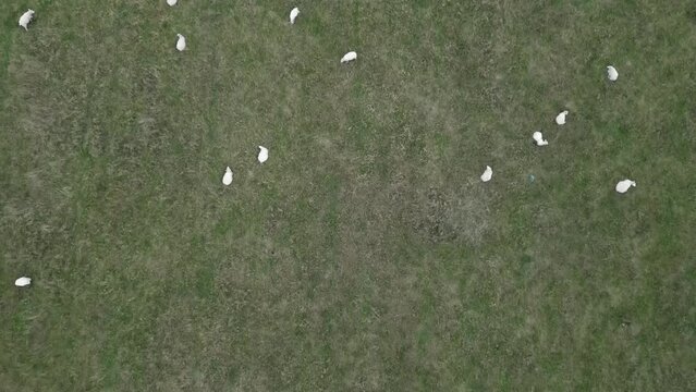 flock of sheep in field from drone view