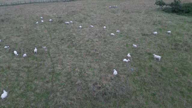 flock of sheep in field from drone view
