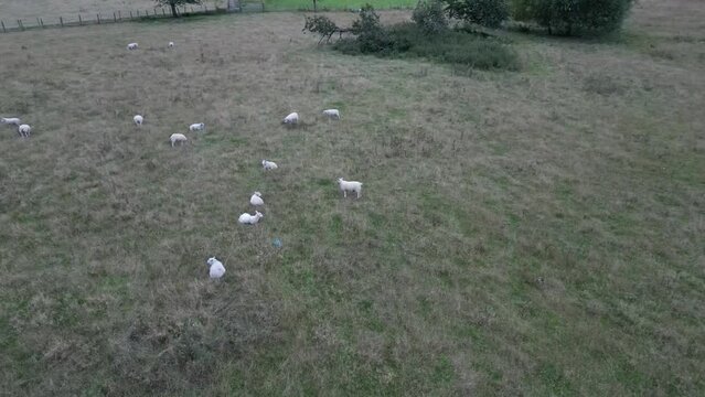 flock of sheep in field from drone view