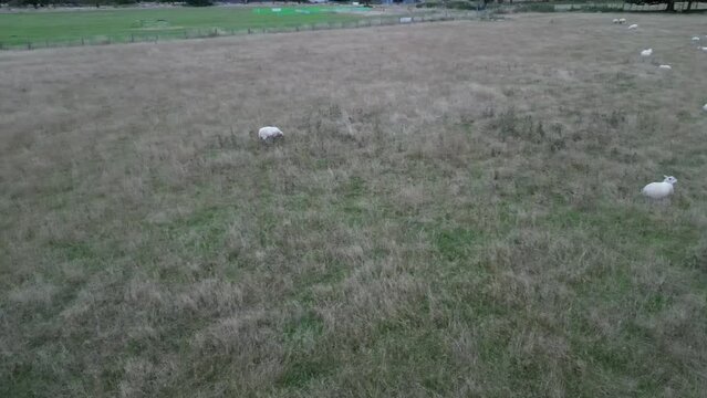 flock of sheep in field from drone view