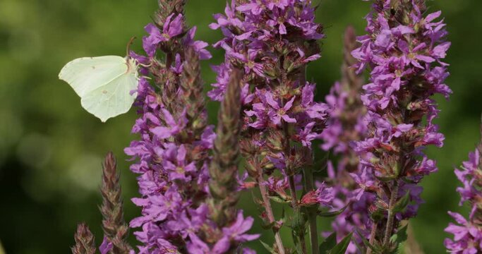 Butterfly, brimstone (Gonepteryx rhamni), purple loosestrife (Lythrum salicaria), bank of the river Luhe, Garstedt, Lower Saxony, Germany, Europe