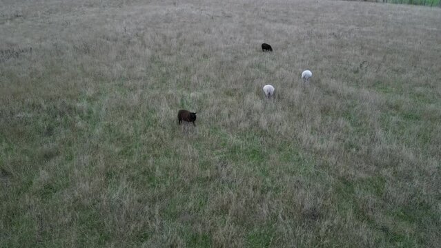 flock of sheep in field from drone view