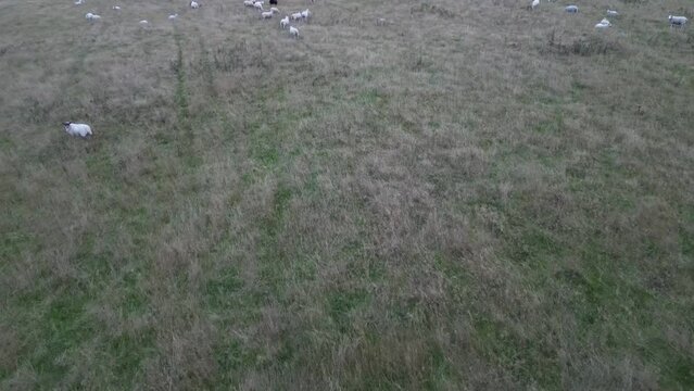 flock of sheep in field from drone view