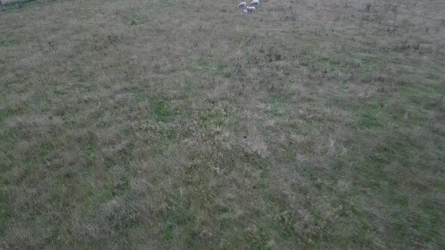 flock of sheep in field from drone view