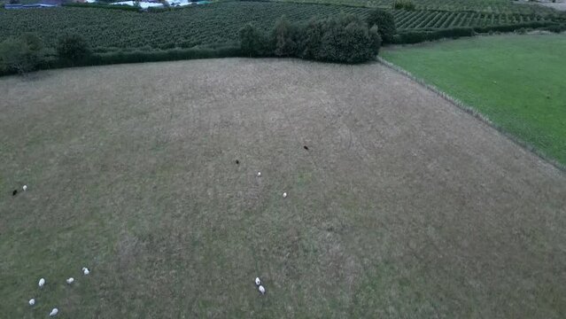 flock of sheep in field from drone view